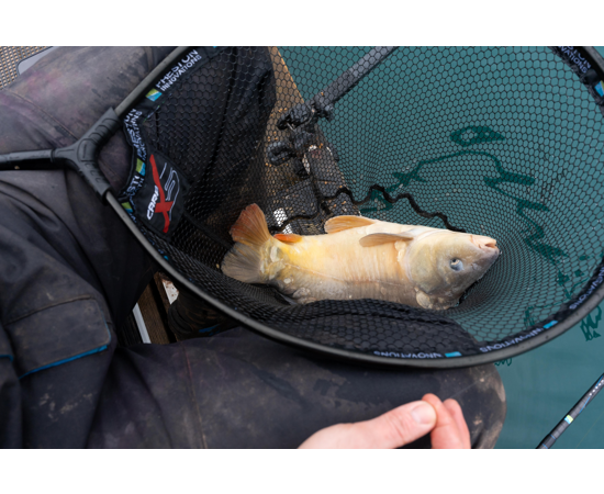 CARP XS 22